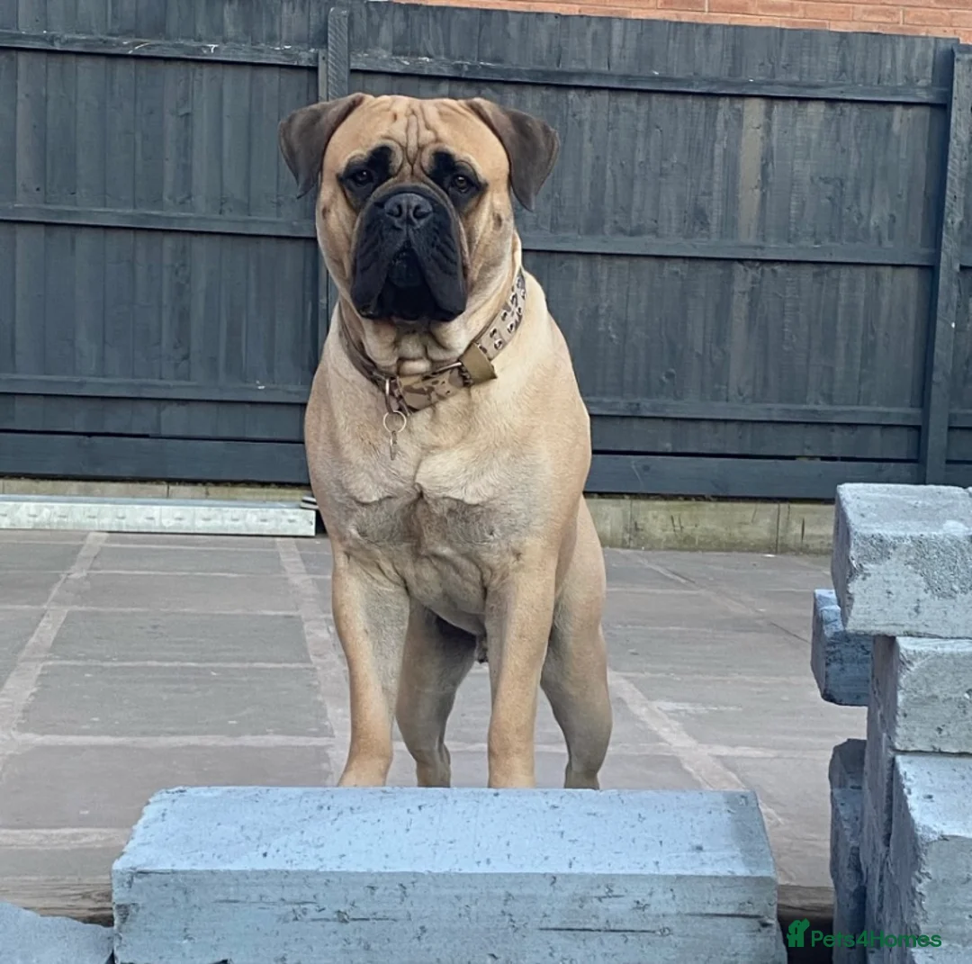 Bullmastiff dogs for stud: Male bullmastiff Stud  in Leicester - Advert 1