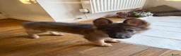 German Shepherd dogs for sale: RARE Isabella + Blue Alsatian  - Advert 10
