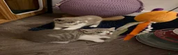 British Shorthair cats for sale: BSH kittens 💝 5 🌟🌟🌟🌟🌟 - Advert 7