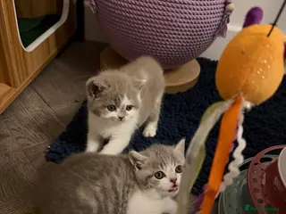 British Shorthair cats BSH kittens 💝 5 🌟🌟🌟🌟🌟 - Advert 16