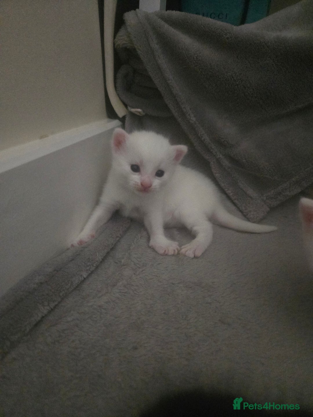 Domestic Shorthair cats for sale: 4 beautiful kittens - Image 6