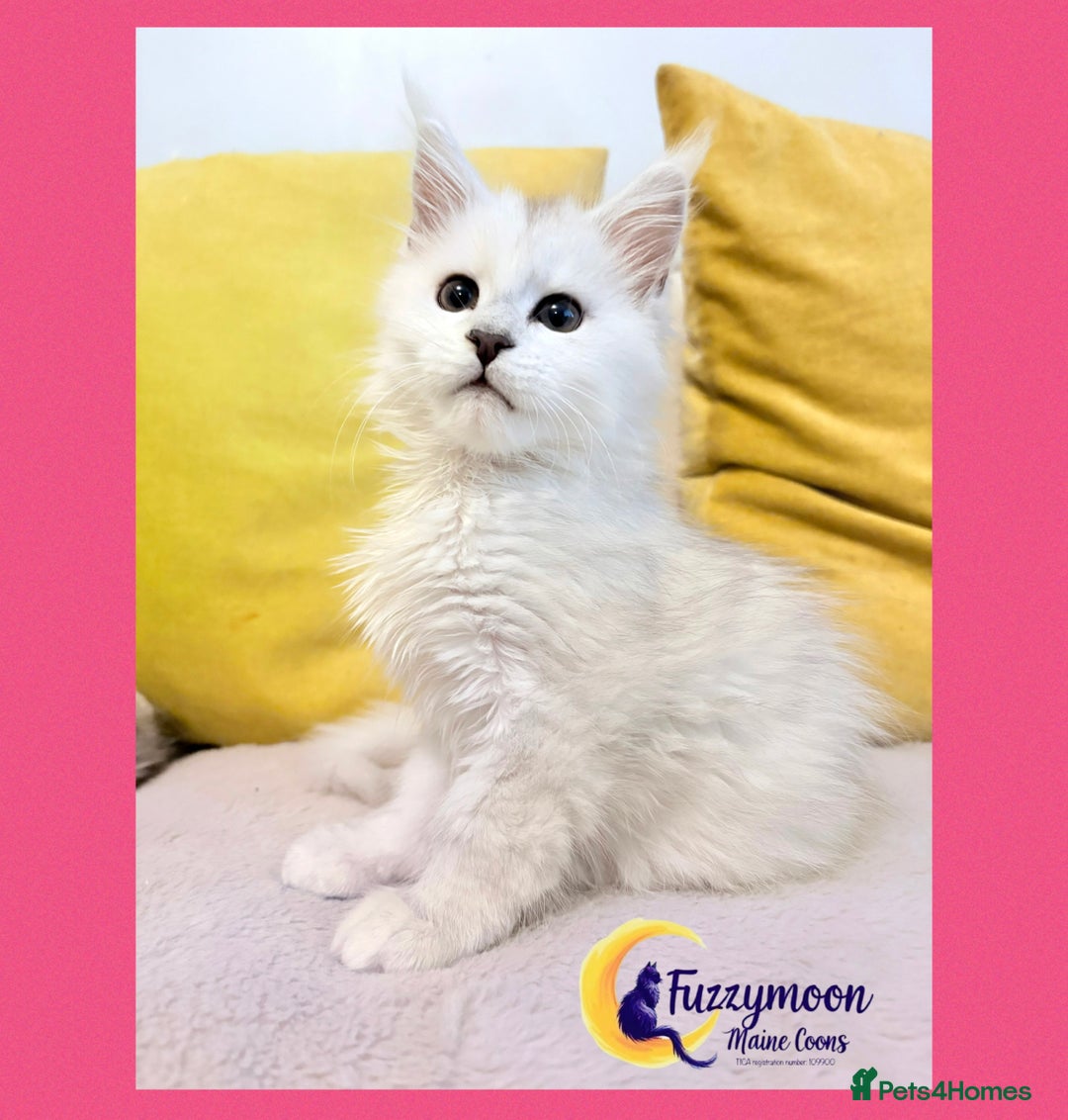 Maine Coon cats for sale: Gorgeous Shaded Pedigree Maine Coon Kittens - Advert 28