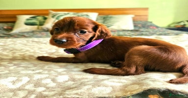 Irish Setter dogs - Advert 7