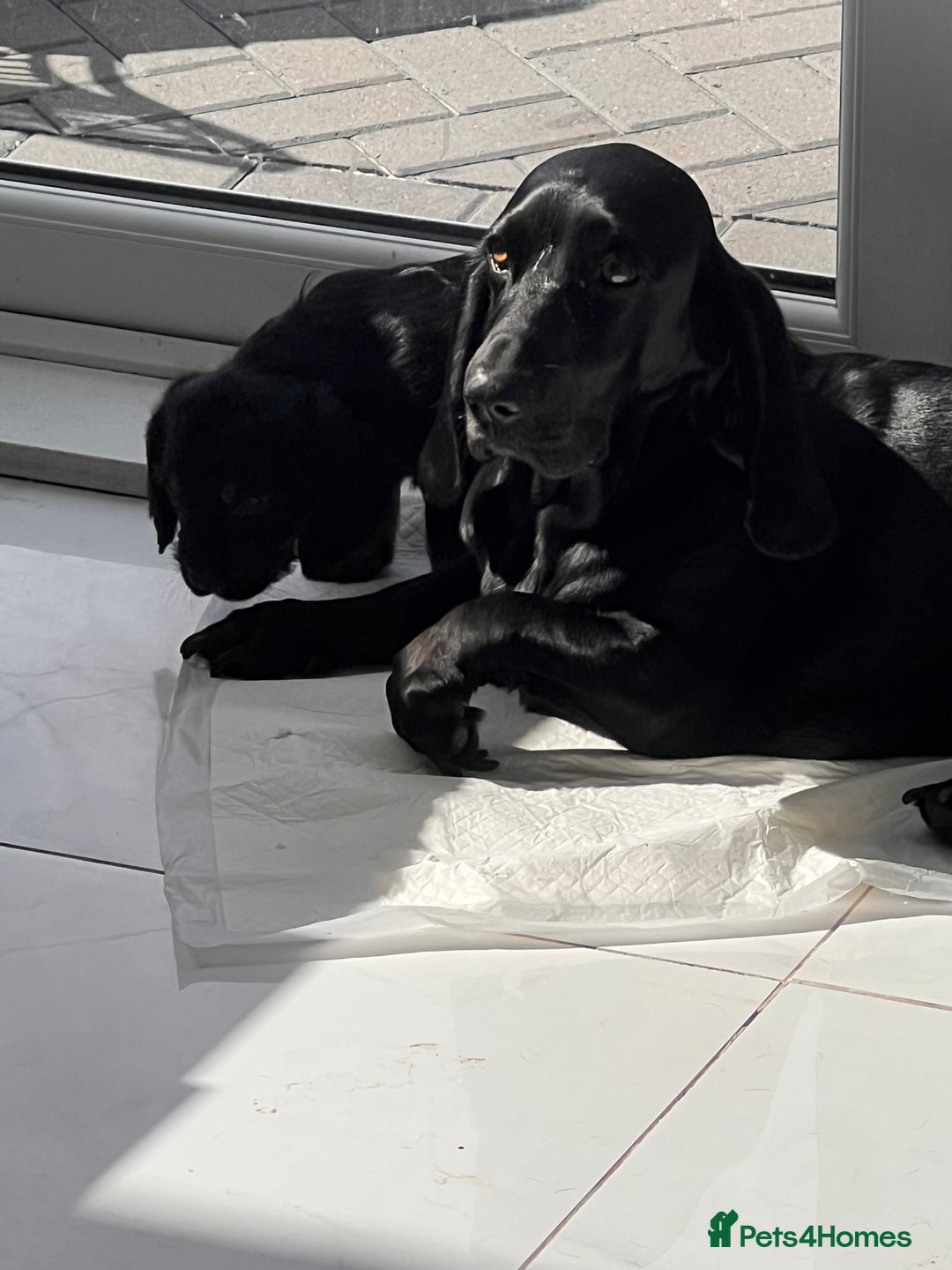 Mixed Breed dogs for sale: Bassett hound x - Image 8