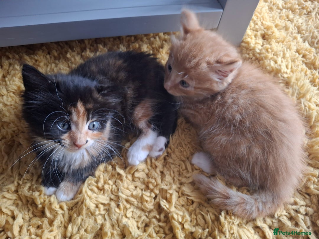 Maine Coon cats for sale: Beautiful Bright Eyed Part Maine Coon Kitten - Image 8