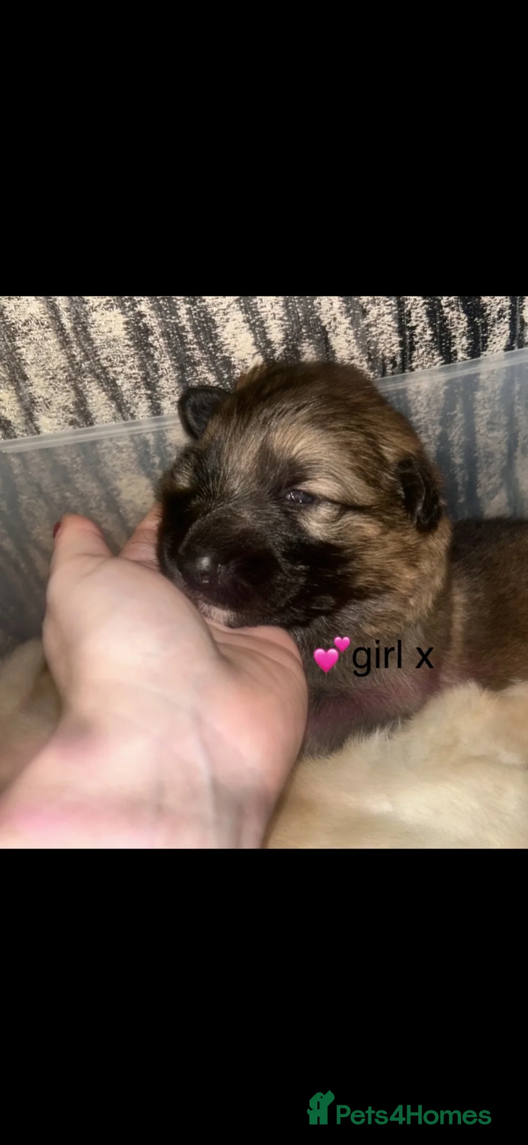 German Shepherd dogs for sale: 2 German shepherd puppy’s for sale. in Glasgow - Advert 2
