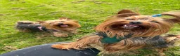 Yorkshire Terrier dogs for stud: Toy Yorkshire terrier boy stud  - Advert 8