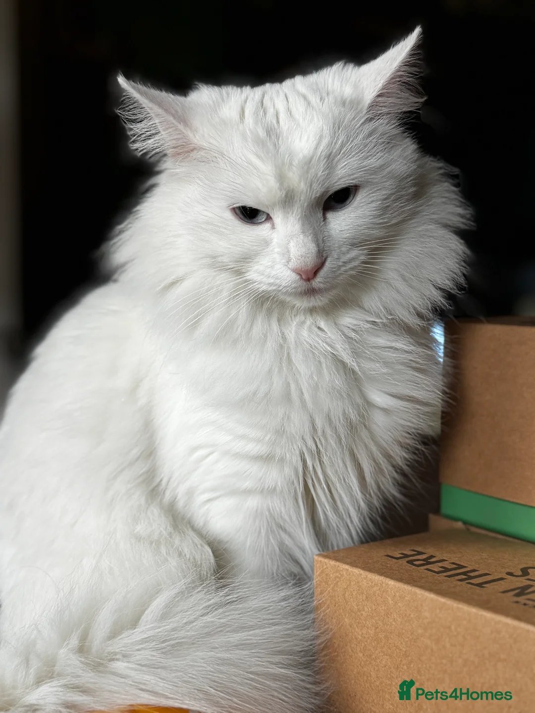 Turkish Angora cats for sale: Beautiful Female Turkish Angora – Indoor Only - Advert 1