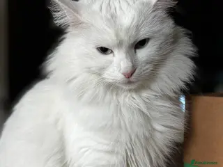 Turkish Angora cats Beautiful Female Turkish Angora – Indoor Only - Advert 1