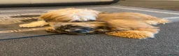 Shih Tzu dogs for sale: Shih Tzu in Nelson - Advert 5