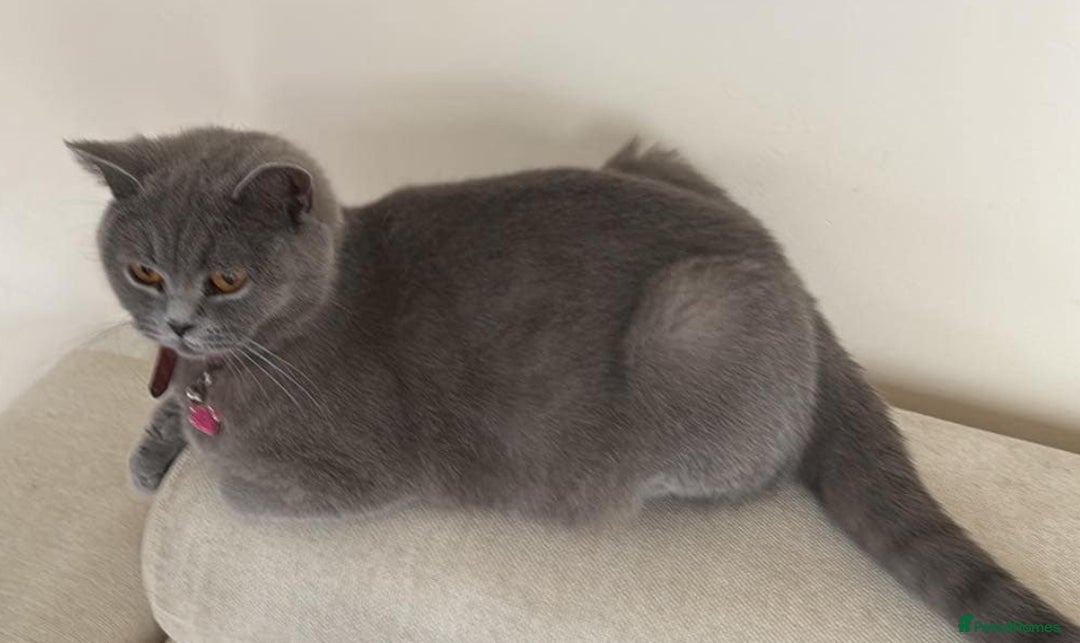 British Shorthair cats for sale: Beautiful Female BSH  - Image 5