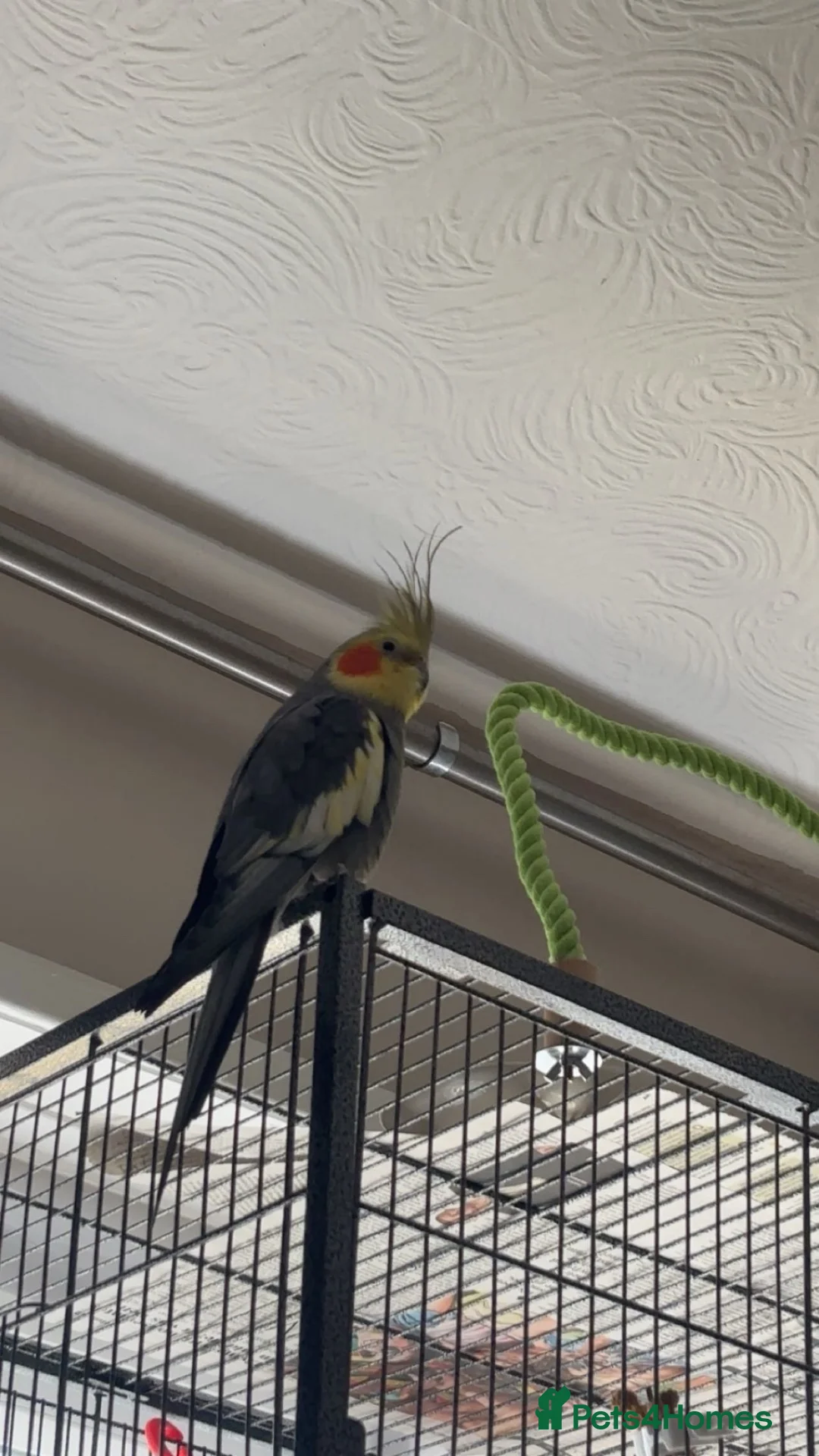 Cockatiels birds for sale: male cockatiel - Advert 3