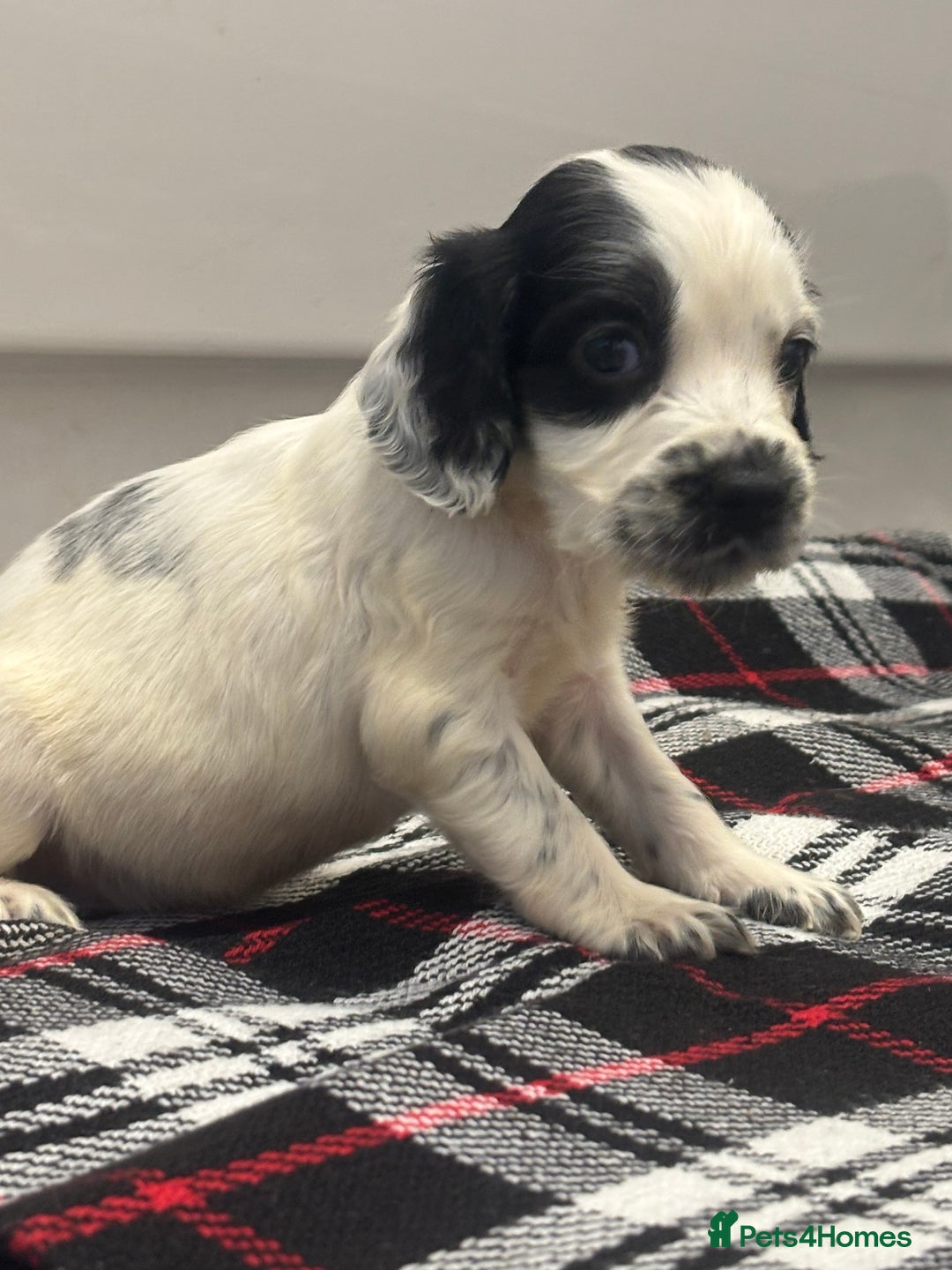 Cocker Spaniel dogs for sale: Adorable Show type cocker spaniel puppy’s  - Image 5