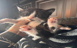 British Shorthair cats for sale: *** Absolutely Stunning Babies**** - Image 11