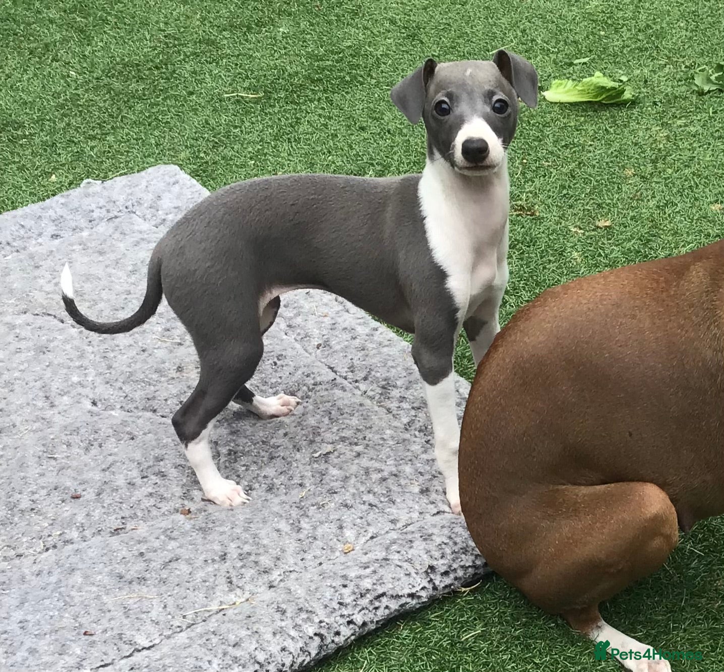 Italian Greyhound dogs Excellent all American pedigree - Advert 1