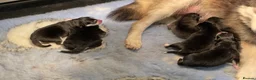 Pomsky dogs for sale: F4 Genuine Pomskies from health tested parents - Advert 6