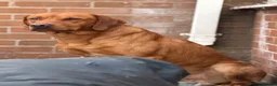 Labrador Retriever dogs for stud: 0/0 HIP & ELBOWS FULLY HEALTH TESTED - Advert 5