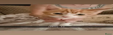 Domestic Shorthair 1