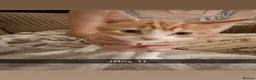 Domestic Shorthair cats for sale: kittens  - Advert 3