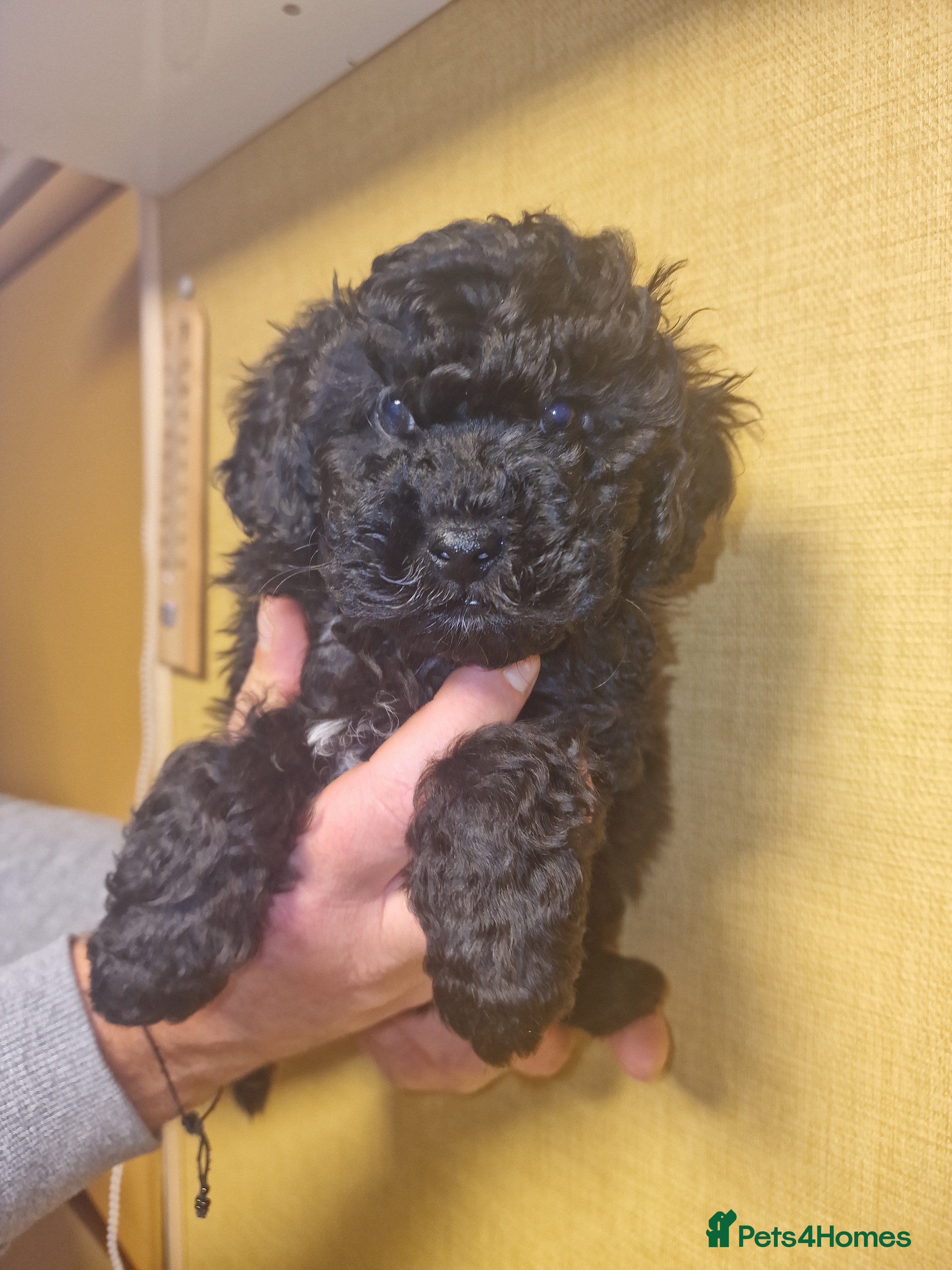 Maltipoo dogs Maltipoo 2 left - Advert 10