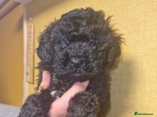 Maltipoo dogs Maltipoo 2 left - Advert 10