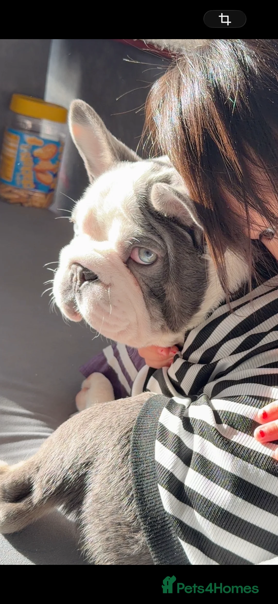 French Bulldog dogs for sale: Bobby - Advert 2