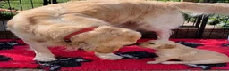 Golden Retriever dogs for stud: RKC Kensesqui Karamel Sutra - Advert 18