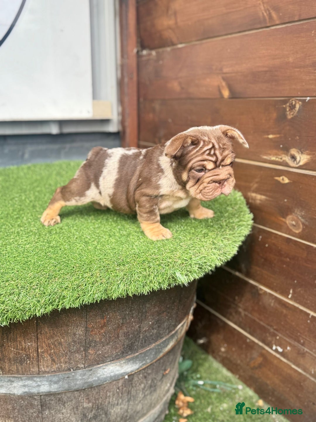 French Bulldog dogs for sale: Beautiful boys excellent quality - Image 11