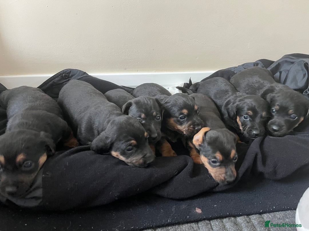 Mixed Breed dogs for sale: 7 Dachshund x jack russel puppies  - Image 4