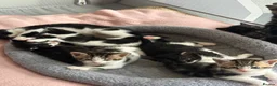 Mixed Breed cats for sale: Beautiful Affectionate Kittens - Advert 16