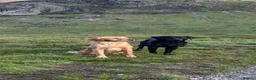 Goldador dogs for sale: Goldador puppies in Bishop Auckland - Advert 7