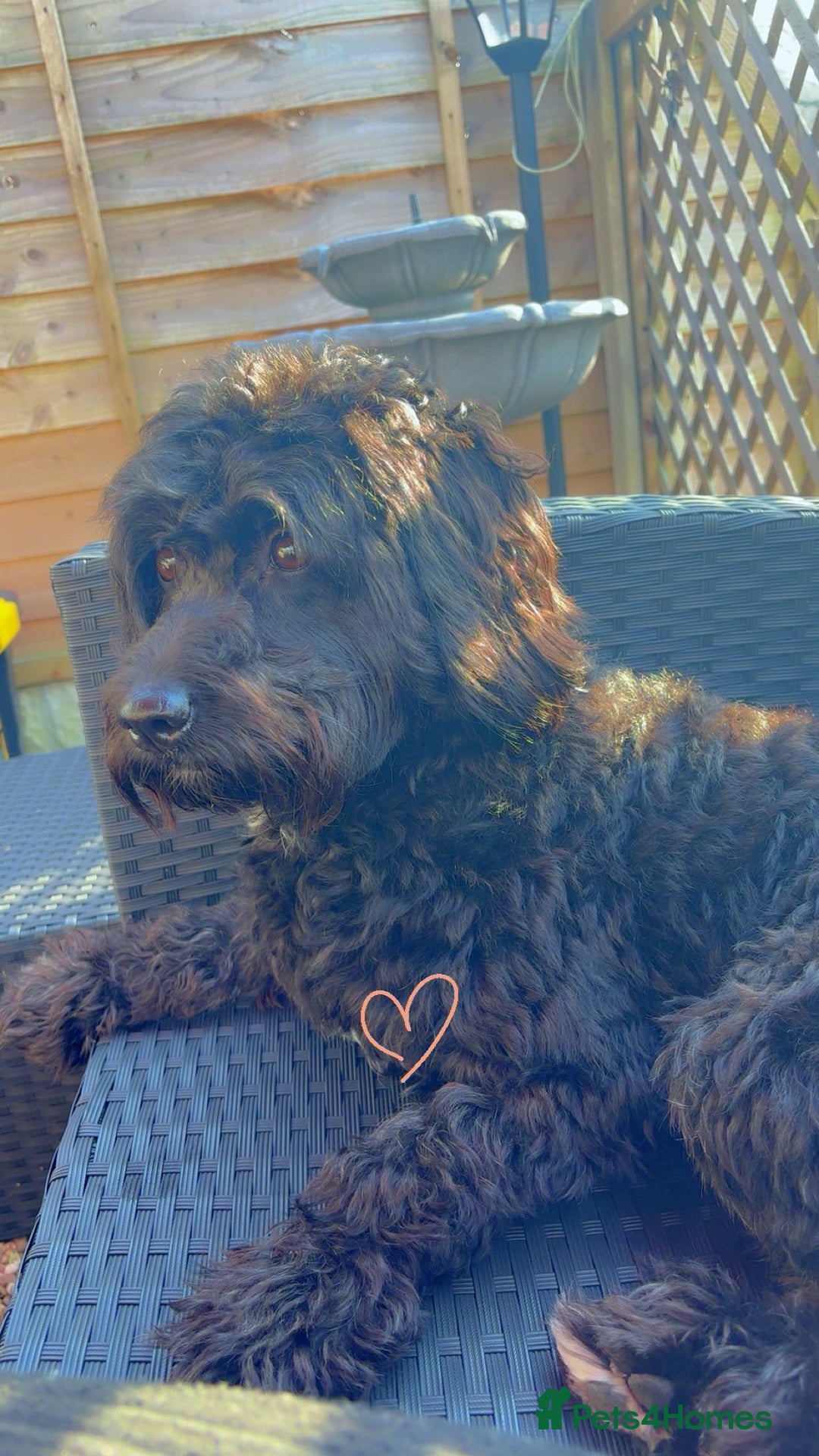 Cavapoo dogs for sale: Mabel  - Advert 7