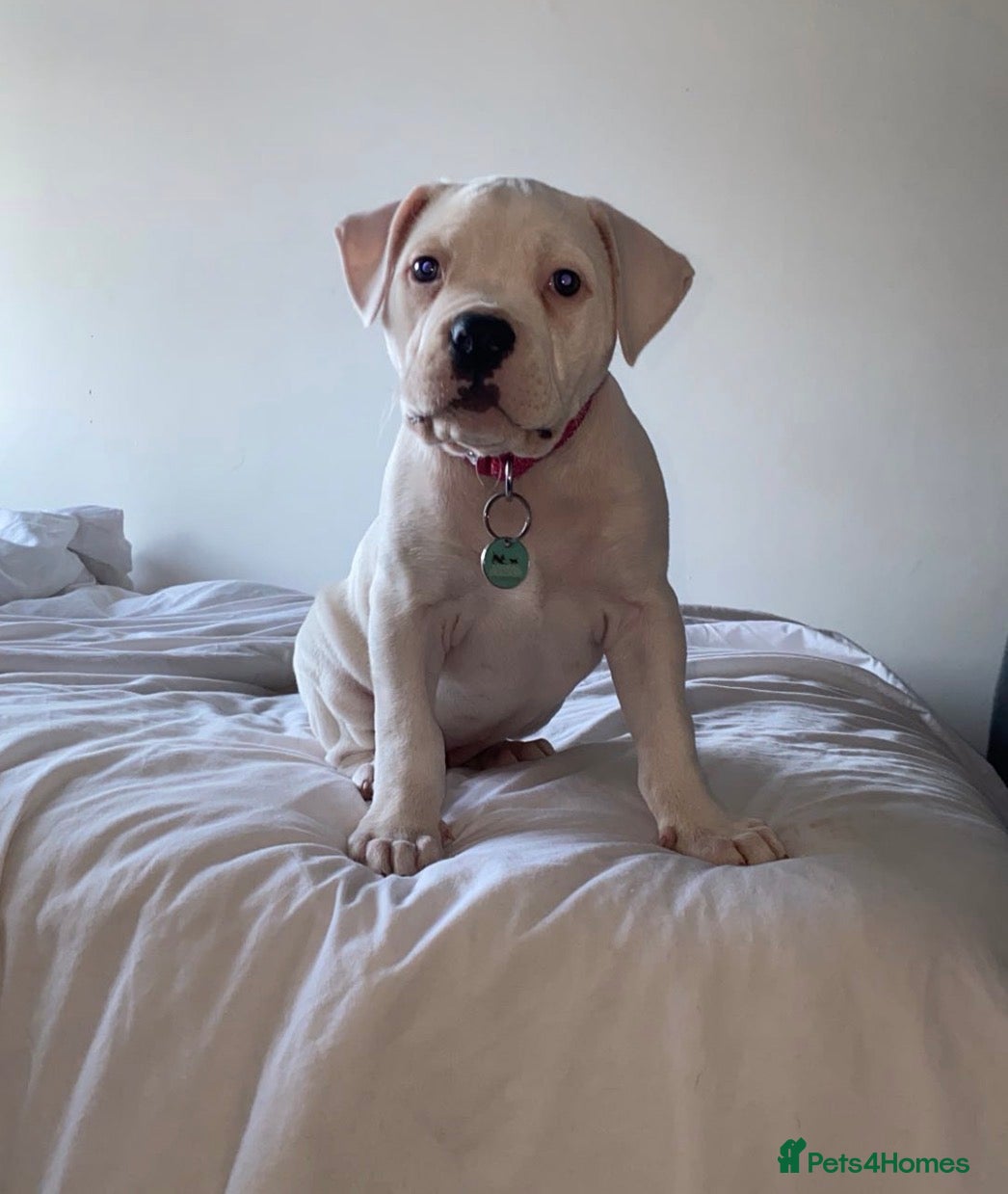 American Bulldog dogs American bulldog puppy 10 weeks old - Advert 21