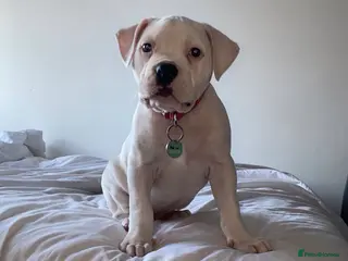 American Bulldog dogs American bulldog puppy 10 weeks old - Advert 21