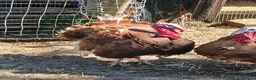Turkeys poultry for sale: Bourbon Red Turkey Stag for sale - Advert 2
