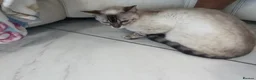 Bengal cats for sale: Beautiful Snow lynx 3yrs old - Advert 9