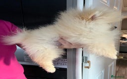 Pomeranian dogs for sale: Pomeranian  puppies  - Image 7