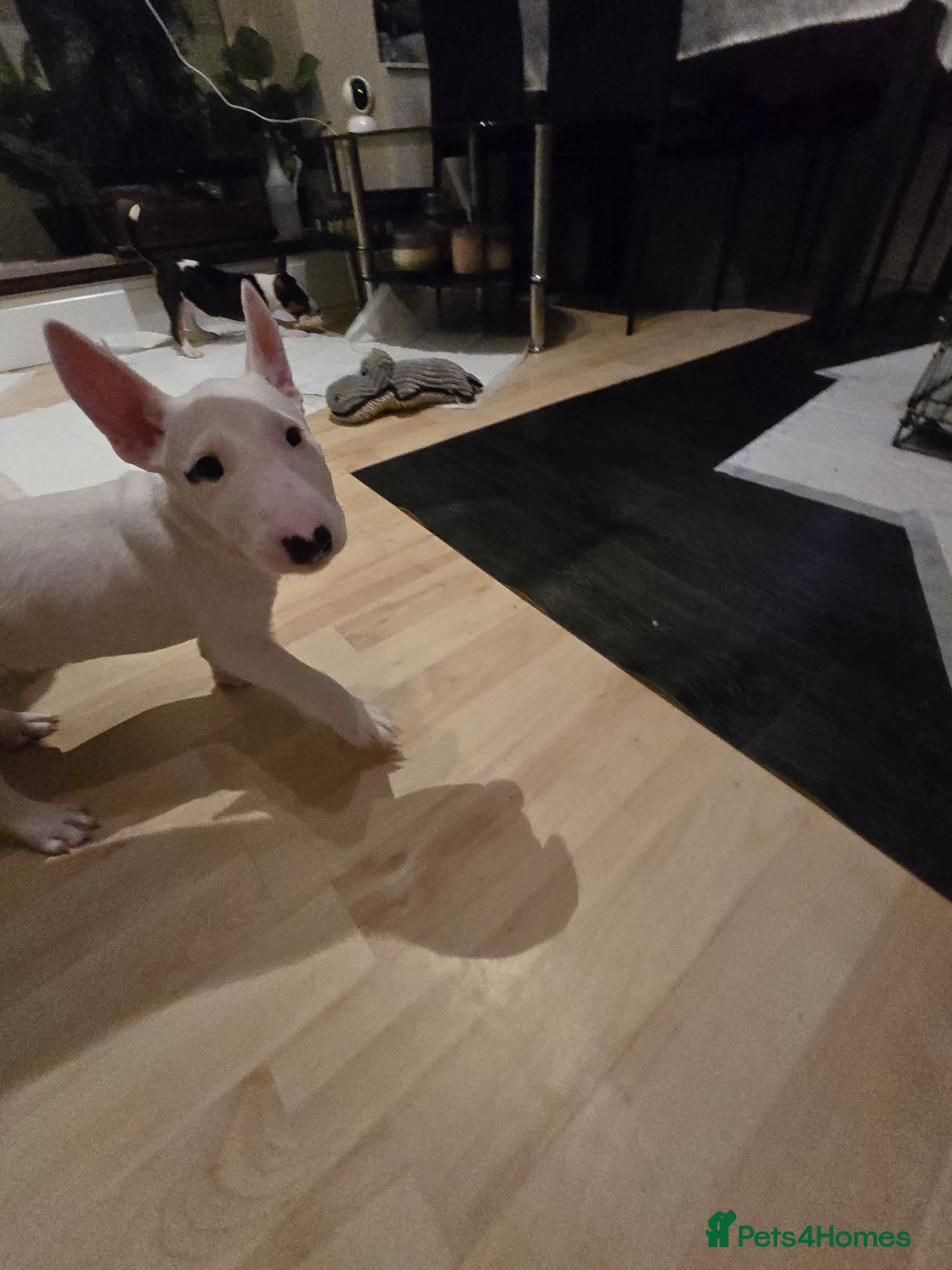 Miniature Bull terrier dogs White Miniature Bullterrier  - Advert 2