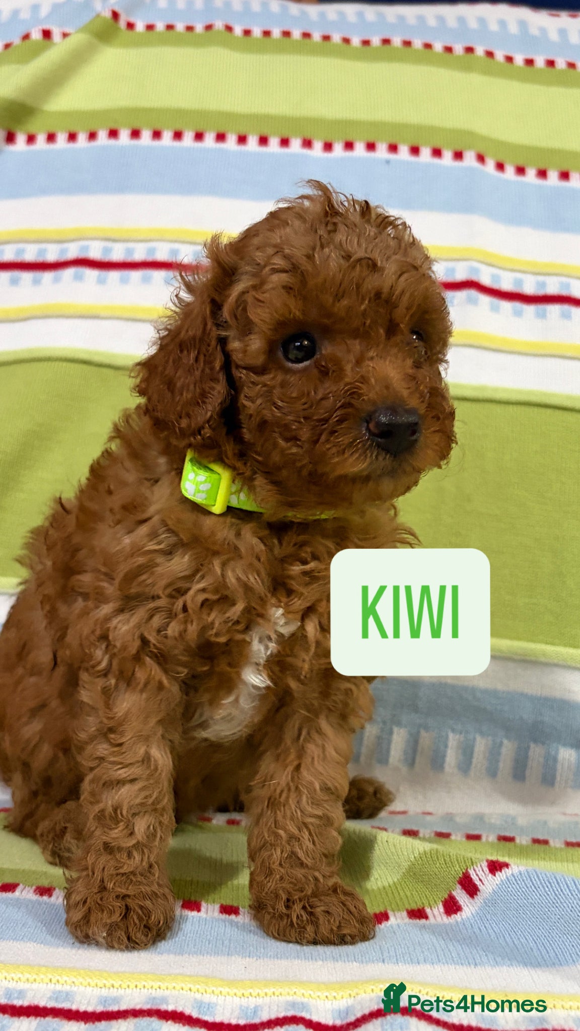 Toy Poodle dogs for sale: KC REGISTERED toy poodle puppies - Advert 14