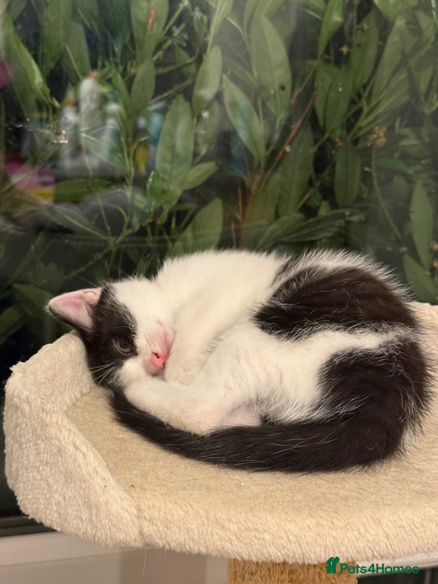 Mixed Breed cats 🥰 ready to go calicos, tuxedos & grey kittens  - Advert 2