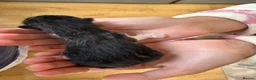 Mixed Breed cats for sale: Beautiful kittens  - Advert 9