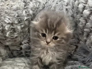 Scottish Fold cats Scottish fold kittens - Advert 7