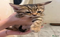 British Shorthair cats for sale: 5 kittens (3 female 2 male)  - Image 3