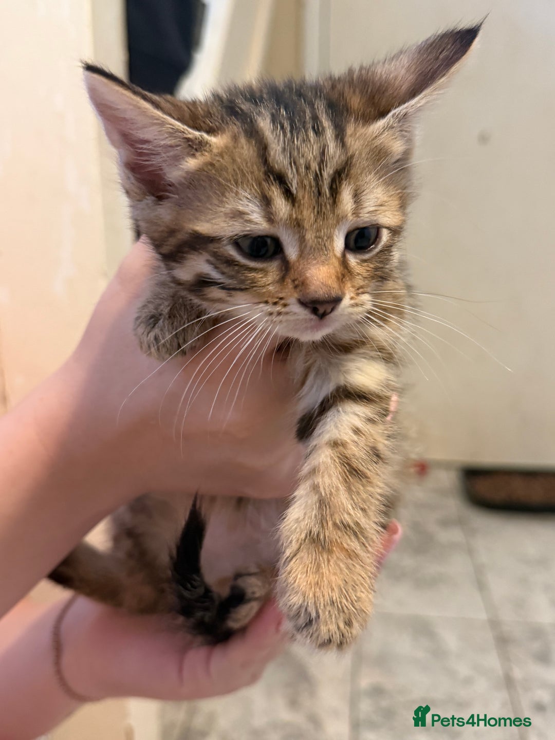 British Shorthair cats for sale: 5 kittens (3 female 2 male)  - Image 3