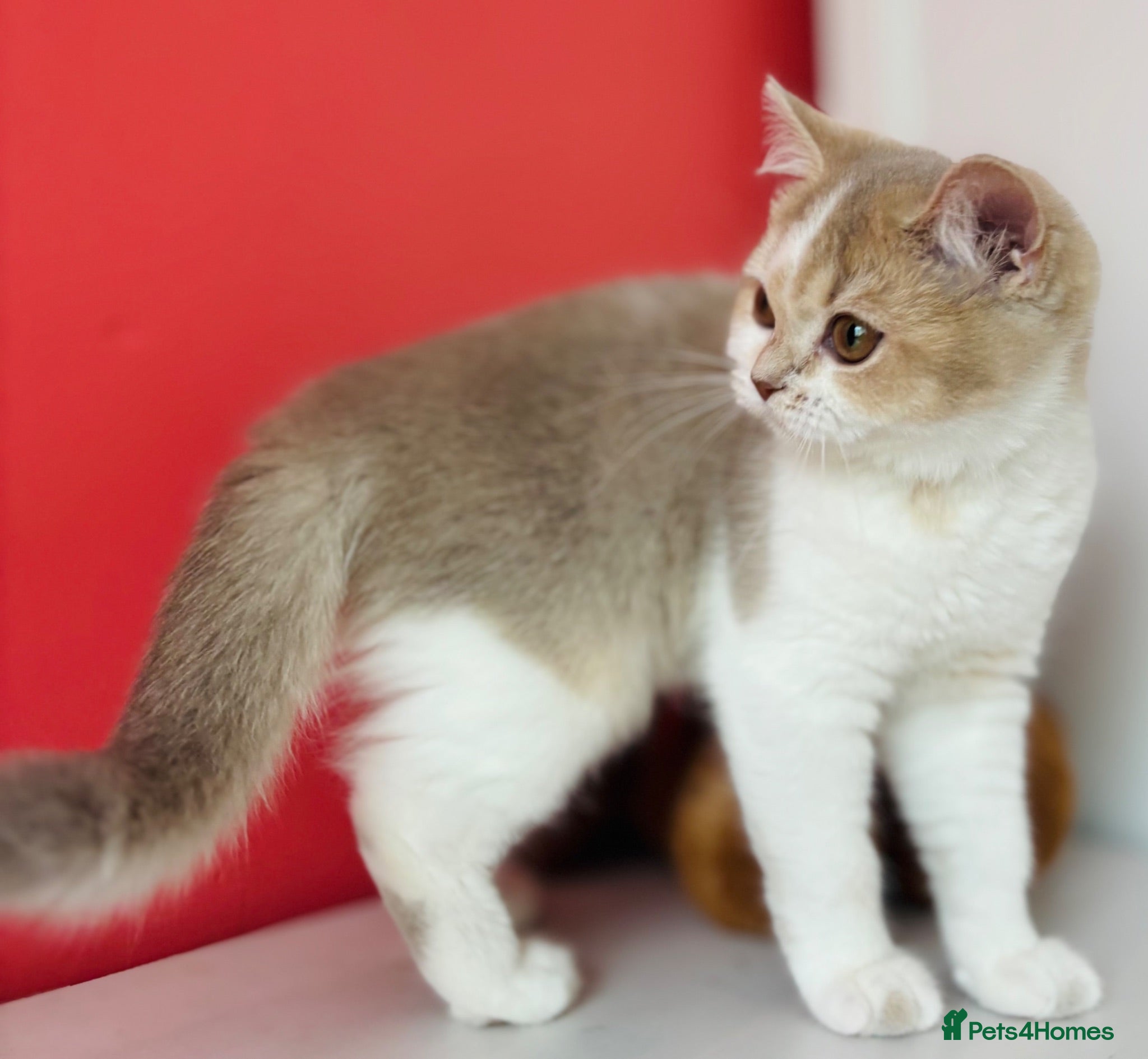 Scottish Fold cats Unique Pedigree Adorable Scottish Fold Kittens  - Advert 6