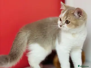 Scottish Fold cats Unique Pedigree Adorable Scottish Fold Kittens - Advert 5
