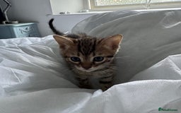 Bengal cats for sale: Gorgeous Bengal Babies - Image 25