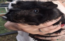 Guinea Pig rodents for sale: 3 Female Guinea Pigs- plus Hutch and extras - Image 7