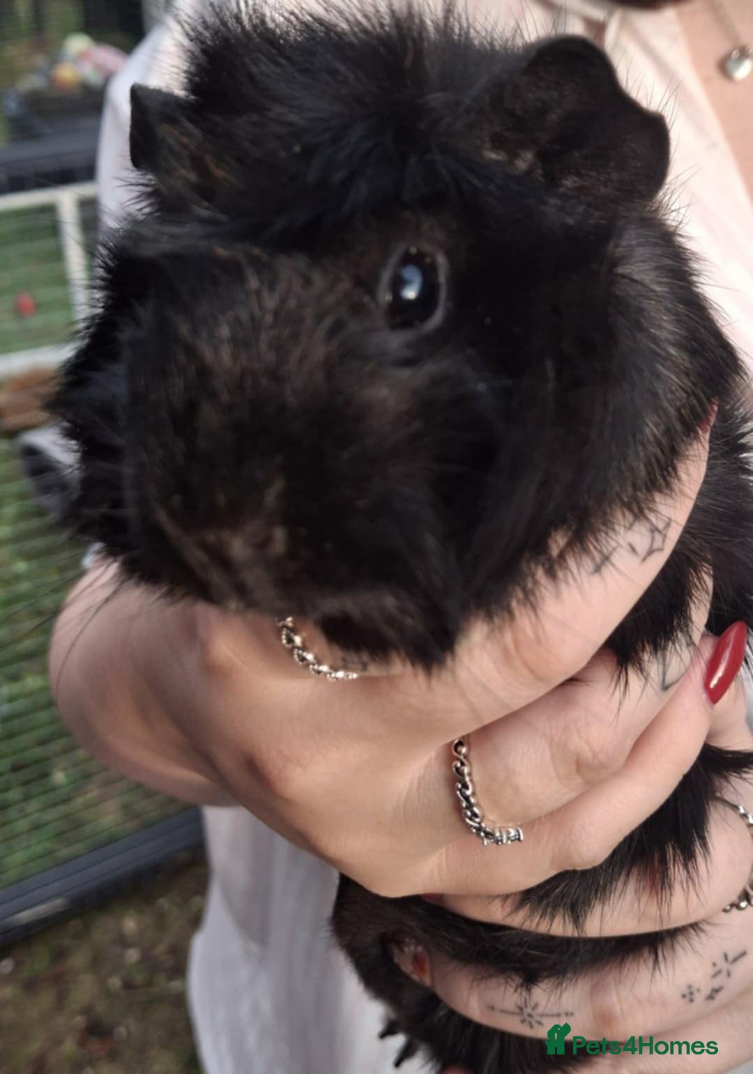 Guinea Pig rodents for sale: 3 Female Guinea Pigs- plus Hutch and extras - Image 7