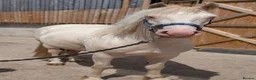 Welsh Section C horses for sale: Milo – 13.2hh, 4-Year-Old Cremello Gelding Pony - Advert 2